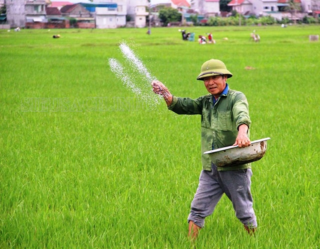 Nhất nước, nhì phân, tam cần, tứ giống là gì? Cơ sở thực tế, bài học