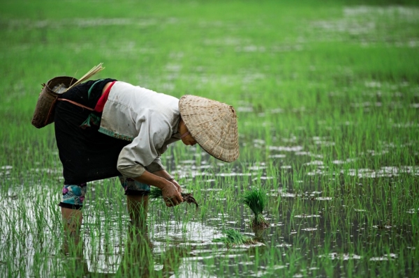 Giỏi Văn - Tác phẩm: Tục ngữ về thiên nhiên và lao động sản xuất
