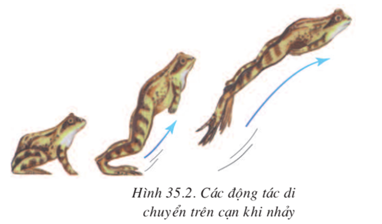 Lý thuyết Sinh học 7 Bài 35: Ếch đồng (hay, chi tiết)