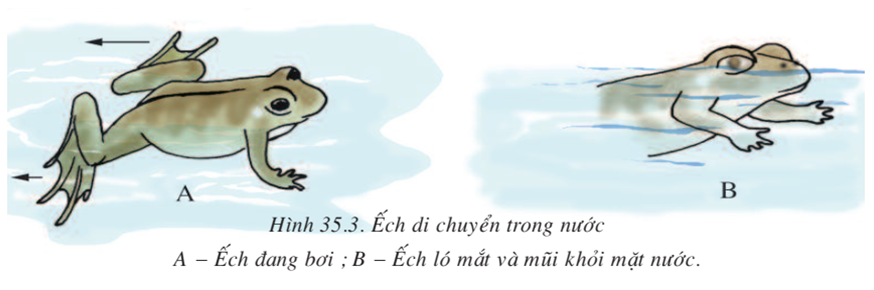 Lý thuyết Sinh học 7 Bài 35: Ếch đồng (hay, chi tiết)