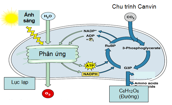 Hình 1: Quá trình quang hợp ở thực vật