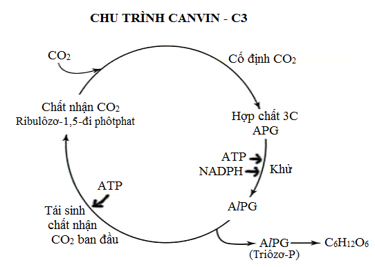 Hình 2 : Chu trình Canvin